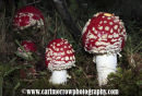 Fly Agaric Fungi